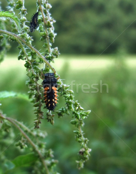 ladybeetle grub on stalk Stock photo © prill