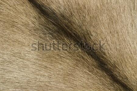 brown goatskin detail Stock photo © prill