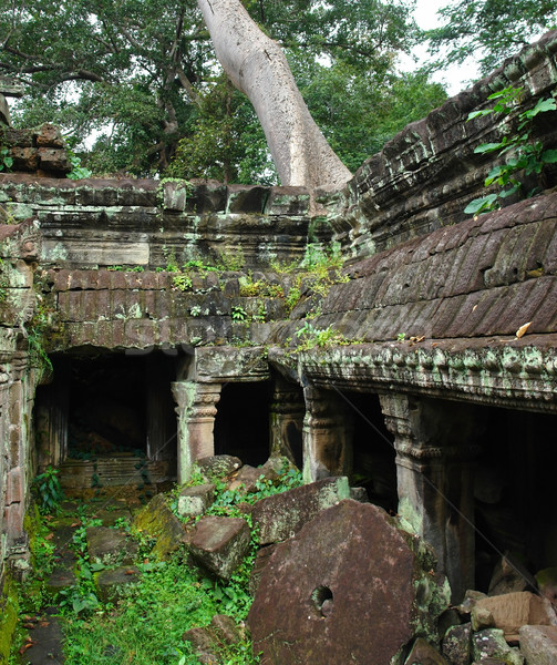 świątyni angkor drzewo budynku sztuki kamień Zdjęcia stock © prill