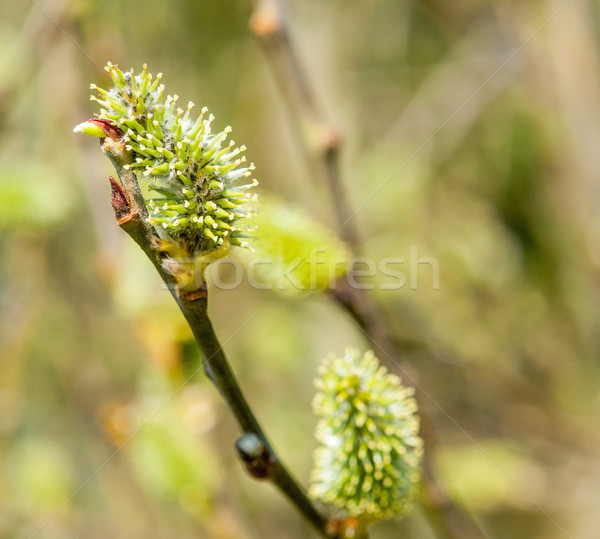catkin closeup Stock photo © prill