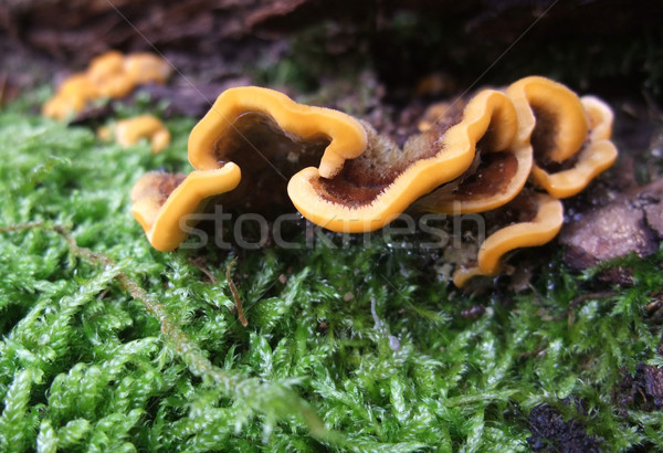 Kolorowy grzyb szczegół naturalnych zielone Zdjęcia stock © prill