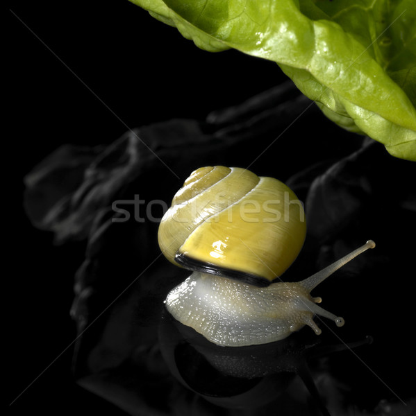 yellow Grove snail and salad Stock photo © prill