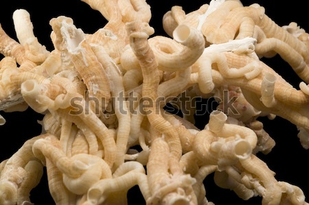 serpulid worm tubes Stock photo © prill