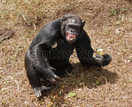 Stock photo: chimpanzees on the ground