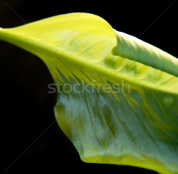 Streszczenie zielony liść szczegół studio fotografii czarny Zdjęcia stock © prill