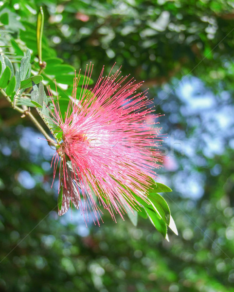 red feathered blossom Stock photo © prill