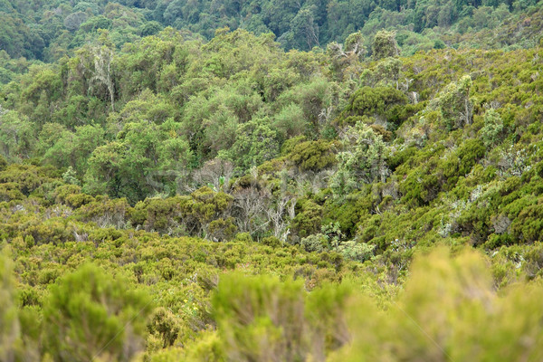vegetation around Mount Muhabura Stock photo © prill