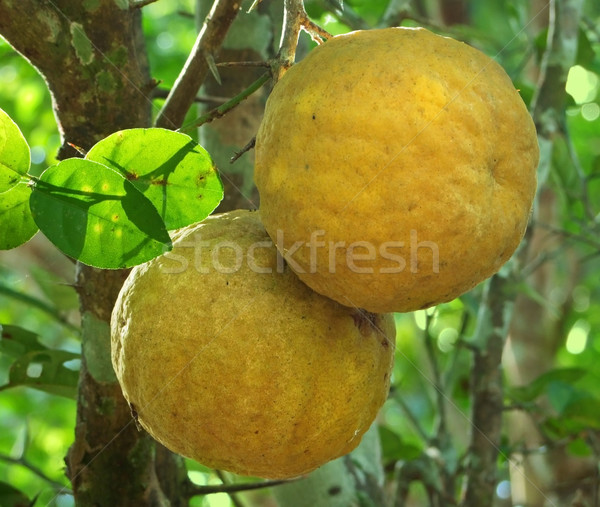 yellow fruits Stock photo © prill