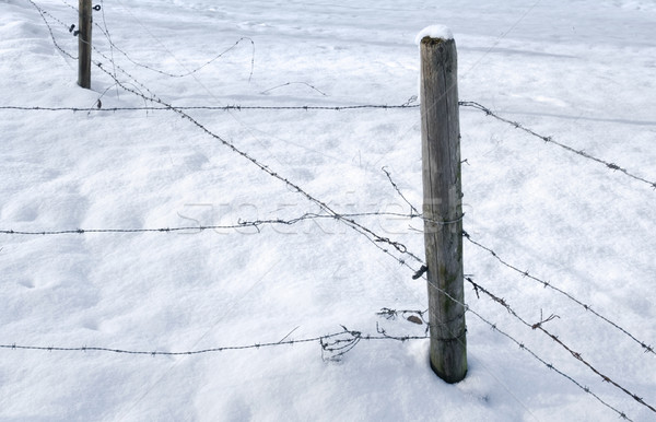snowbound barbed wire fence Stock photo © prill