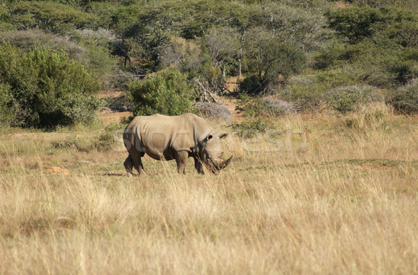 Alb rinocer Africa de Sud iarbă Africa tufiş Imagine de stoc © prill