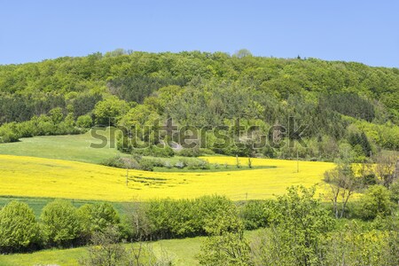 Rural primavara decor însorit idilic Imagine de stoc © prill