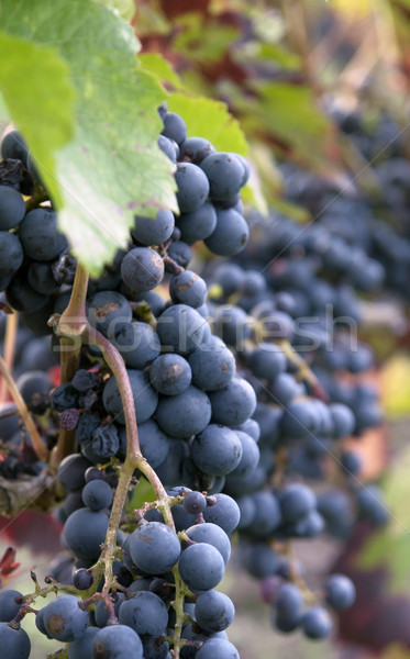 Niebieski winogron szczegół jesienią winorośli Zdjęcia stock © prill