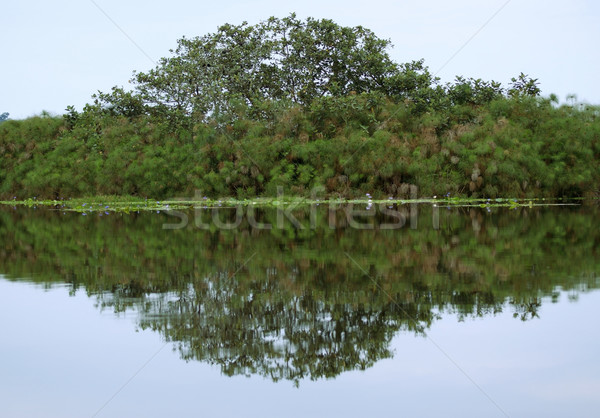 waterside view of the Lake Victoria near Entebbe Stock photo © prill