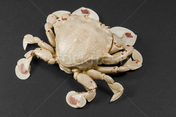 moon crab isolated on black Stock photo © prill