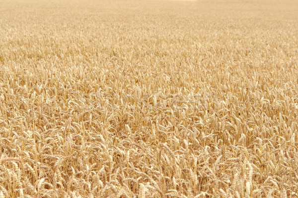 ripe grain field detail Stock photo © prill