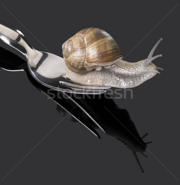 Grapevine snail on fork Stock photo © prill