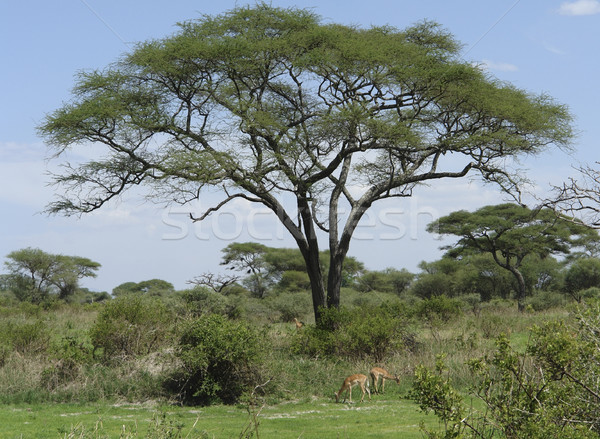 Savanne vegetatie afrika boom gras blad Stockfoto © prill