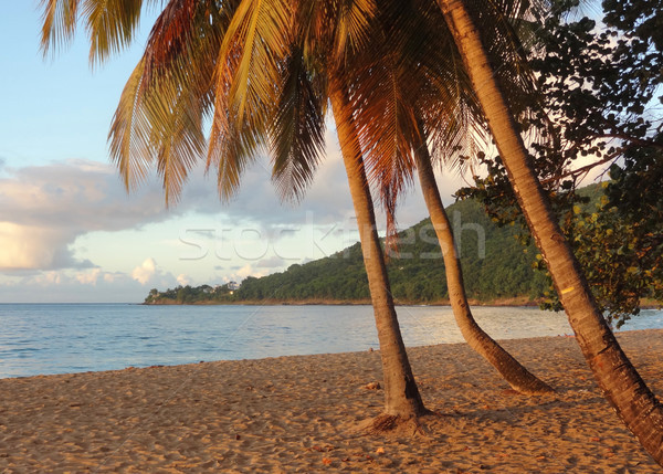 sundown beach scenery Stock photo © prill