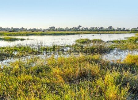 Botswana grupo rio jogo reserva Foto stock © prill