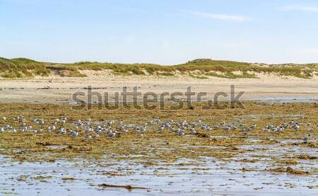 beach and water birds in Brittany Stock photo © prill