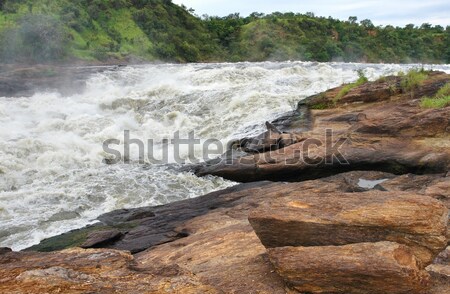 Részlet Uganda Afrika fa természet tájkép Stock fotó © prill