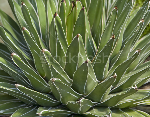 Nedvdús növény részlet absztrakt full frame természet Stock fotó © prill