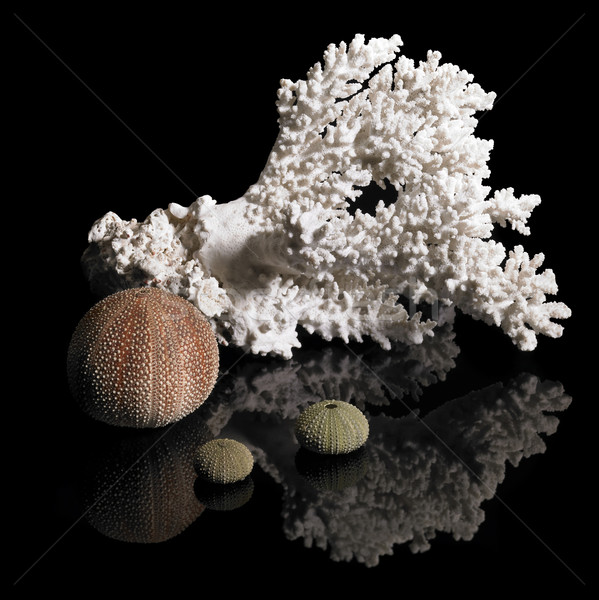 coral and sea urchins Stock photo © prill
