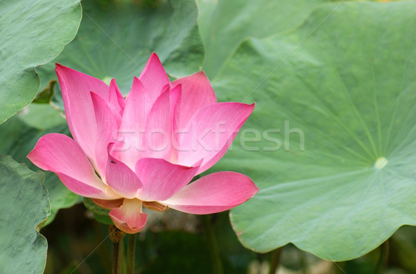 lotus flower Stock photo © prill