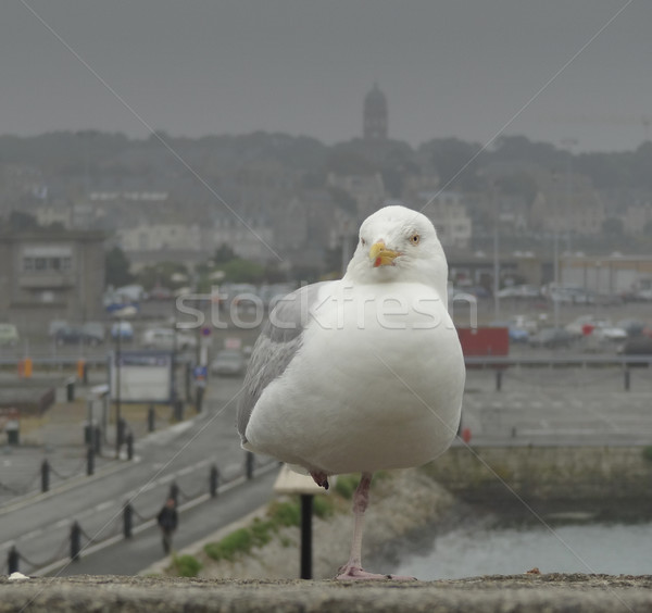 gull at Saint-Malo Stock photo © prill