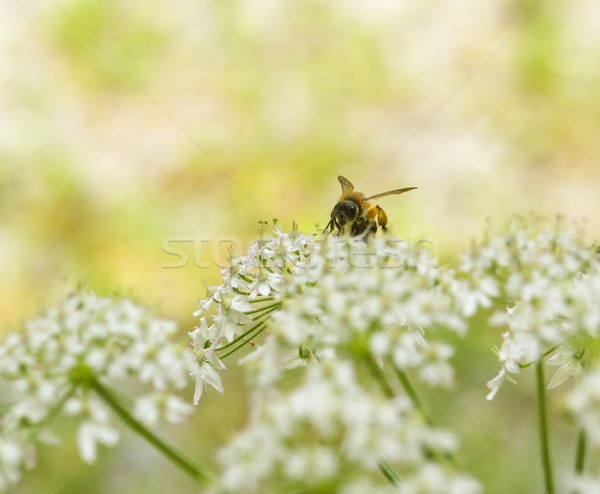 Bee цветок пастельный декораций Сток-фото © prill