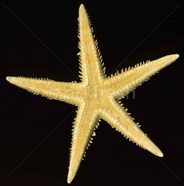 starfish on black Stock photo © prill