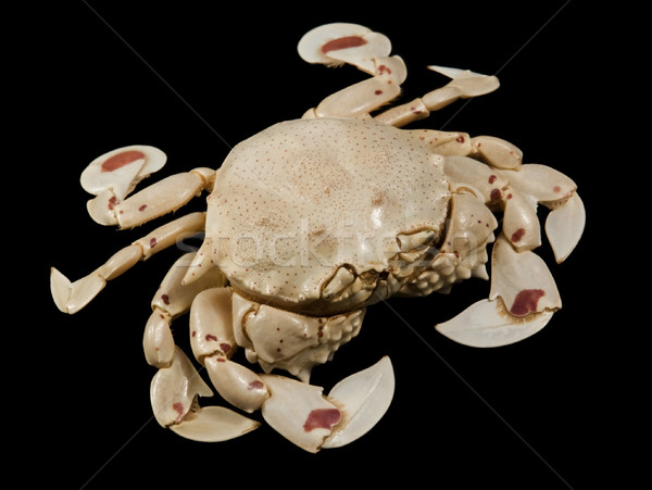 moon crab isolated on black Stock photo © prill