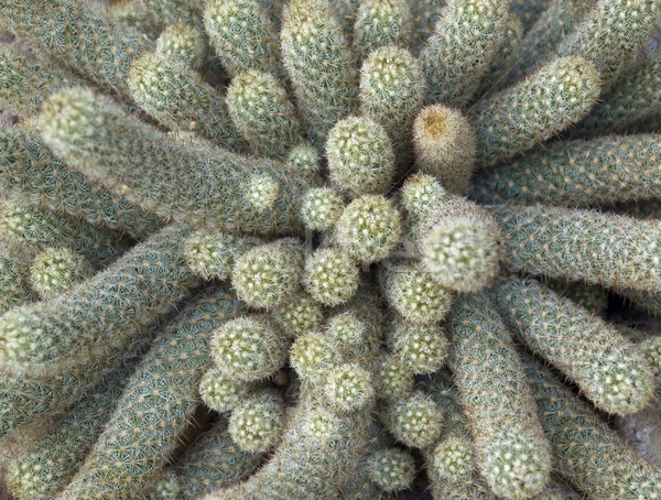 cactus detail Stock photo © prill