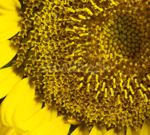 sunflower detail Stock photo © prill
