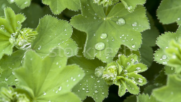 repellent leaf detail Stock photo © prill