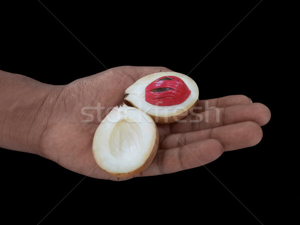 Geöffnet Muskatnuss Obst Hand halten rot Stock foto © prill