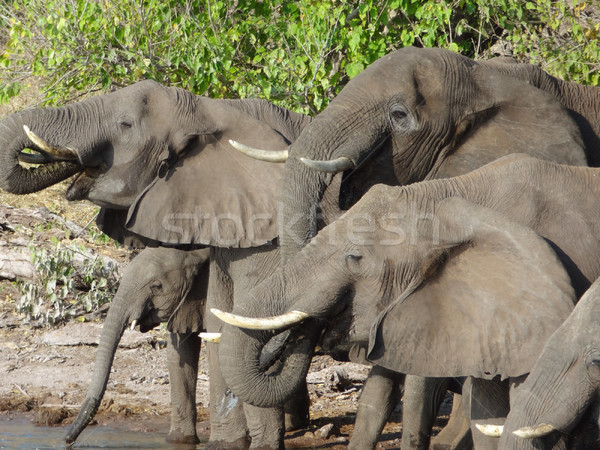 group of Elephants in Botswana Stock photo © prill