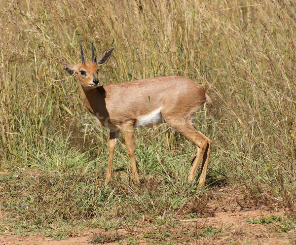 Antelope in Botswana Stock photo © prill
