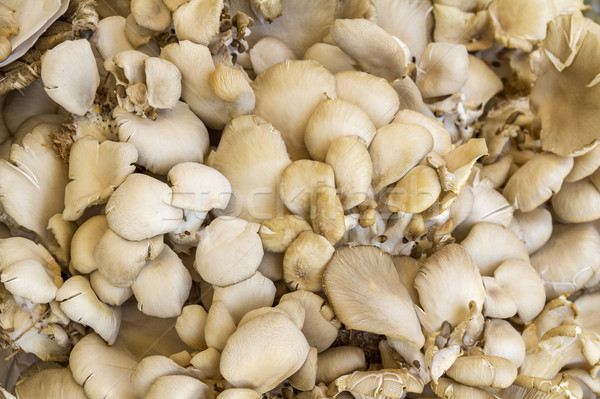 Stock photo: lots of edible mushrooms