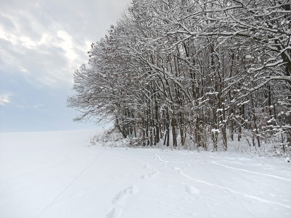 Stock photo: winter forest detail