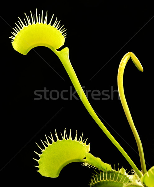 Carnívoro planta detalle iluminado negro atrás Foto stock © prill