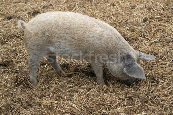 Foto stock: Doméstico · porco · estrume · tiro