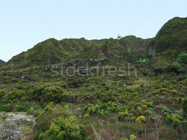 overgrown hills Stock photo © prill
