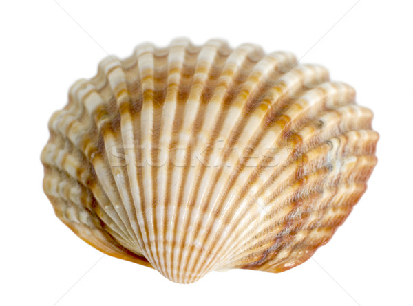 sea shell macro Stock photo © prill