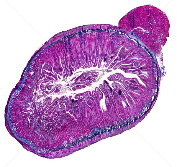 duodenum cross section Stock photo © prill