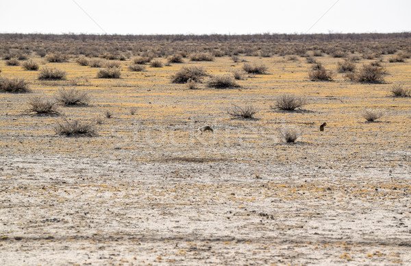 Peisaj Namibia nisipos savana decor Africa Imagine de stoc © prill