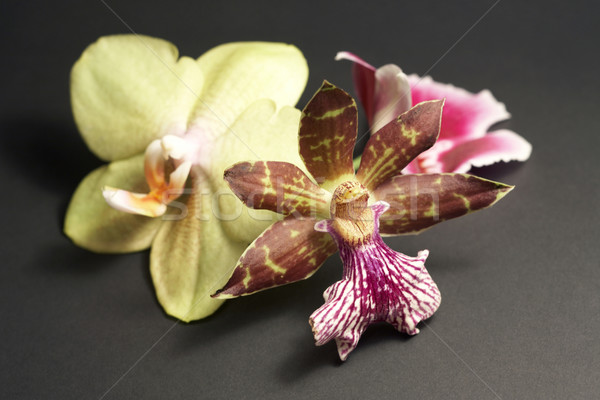 orchid flowers in dark back Stock photo © prill