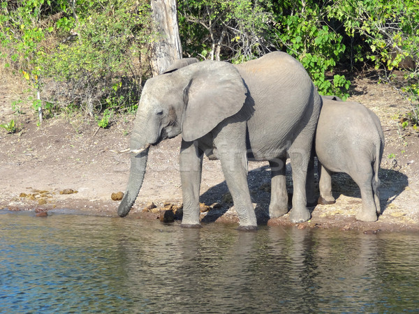 Elephants in Botswana Stock photo © prill