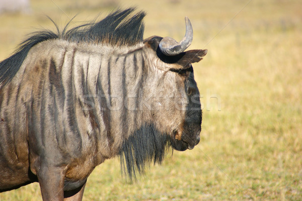 wildebeest in Botswana Stock photo © prill