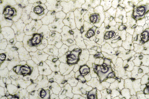 Hücre yapı tam kare bilim model Stok fotoğraf © prill